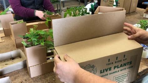 live plant cuttings shipping.